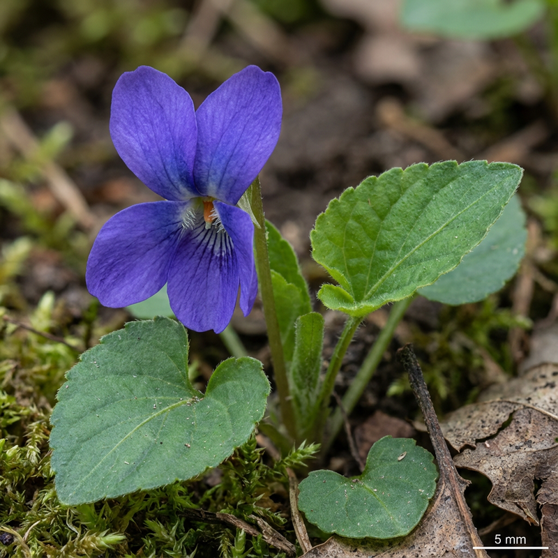 Geurende viooltjes