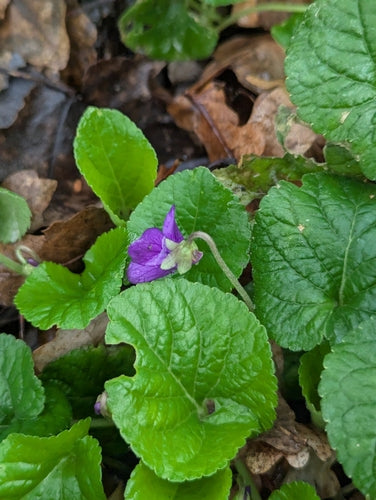 Geurende viooltjes — Bild 3
