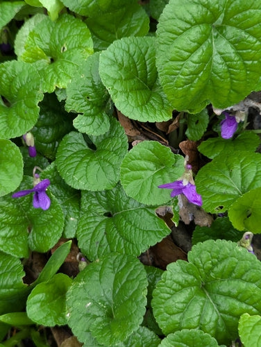 Geurende viooltjes — Bild 2