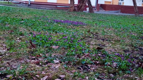 Geurende viooltjes — foto 5 van 54