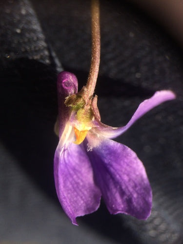 Geurende viooltjes — Bild 5