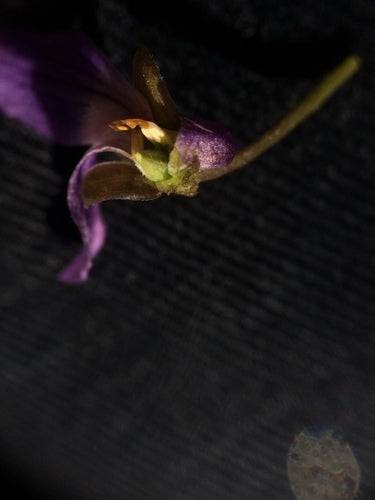 Geurende viooltjes — Bild 4