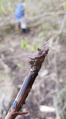 Mestworm — Bild 4