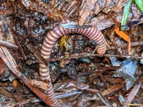 Mestworm — Bild 3