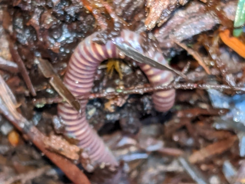 Mestworm — Bild 2