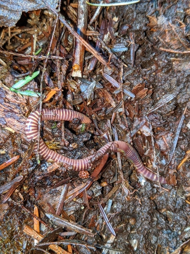Mestworm — Bild 1