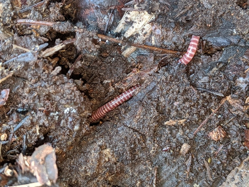Mestworm — Bild 5