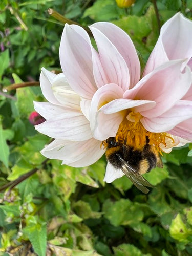 Donkere aardehommel — Bild 5
