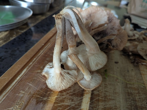 Donkere honingpuree — Bild 4