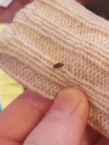 Donkere vachtkever — Bild 5
