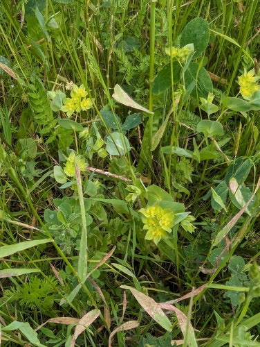Gemengdbladig hazenoor — foto 5 van 8