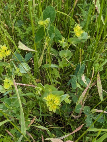 Gemengdbladig hazenoor — foto 4 van 8