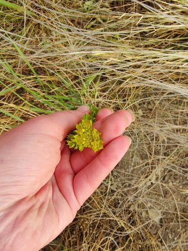 Gemengdbladig hazenoor — foto 3 van 8