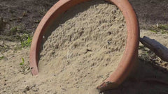Hymenoptera