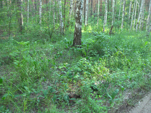 lijsterbes — Bild 3