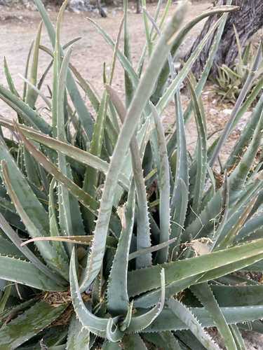 Echte aloë — Bild 5