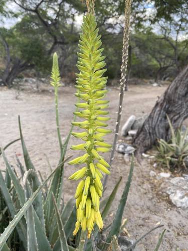 Echte aloë — Bild 4