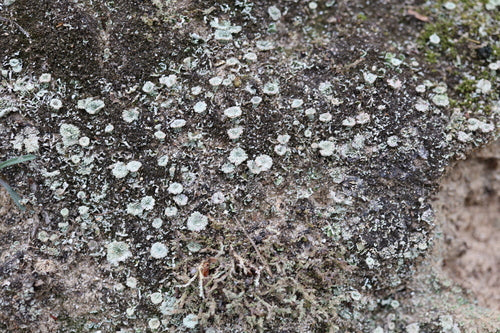Echt bekermos — foto 3 van 9