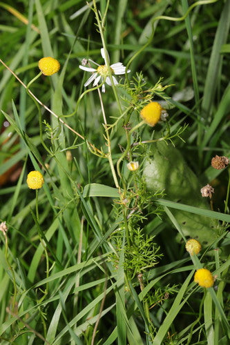 Echte kamille — Bild 5
