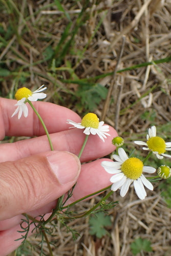 Echte kamille — Bild 3