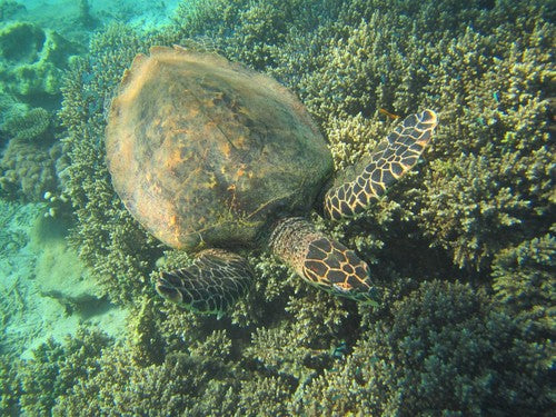 Karetschildpad — Bild 2