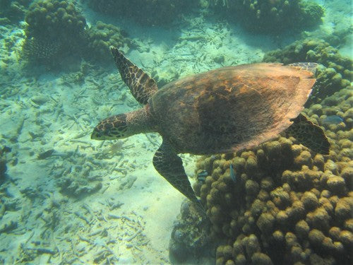 Karetschildpad — Bild 1