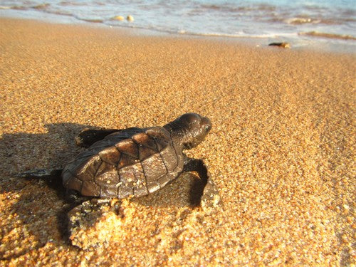 Karetschildpad — foto 5 van 8