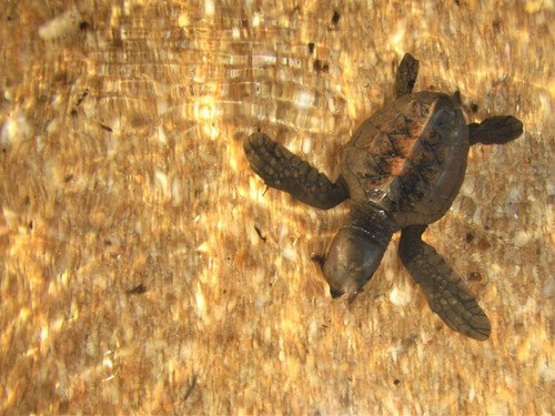 Karetschildpad — Bild 5