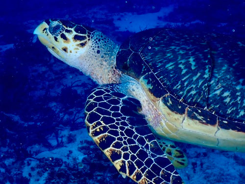 Karetschildpad — Bild 4