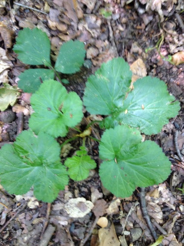 Echte kruidnagelwortel — Bild 3