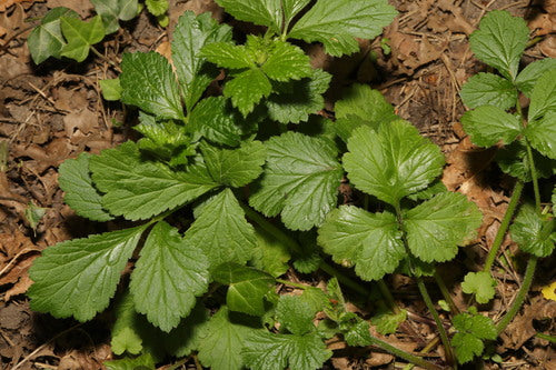 Echte kruidnagelwortel — Bild 5