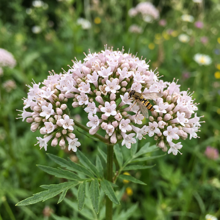 Blüte von Echter Baldrian (Valeriana officinalis) in Nahaufnahme (KI-generiert)