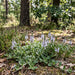 Echter Ehrenpreis (Veronica officinalis) in Blüte im naturnahen Garten (KI-generiert)
