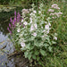 Echter Eibisch (Althaea officinalis) in Blüte im naturnahen Garten (KI-generiert)