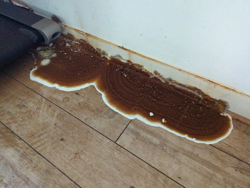 Echte droogrot — foto 3 van 3
