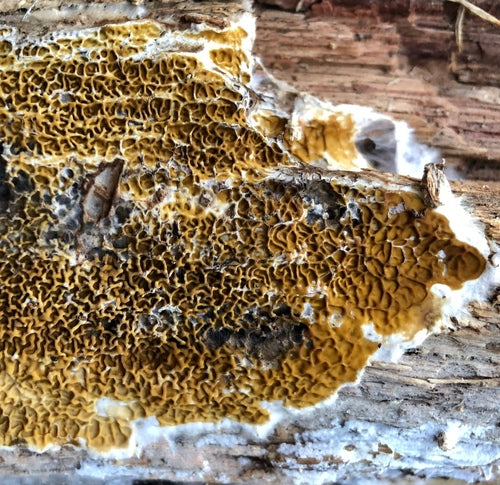 Echte droogrot — Bild 4