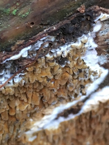 Echte droogrot — Bild 5
