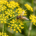 Blüte von Echter Pastinak (Pastinaca sativa) in Nahaufnahme (KI-generiert)