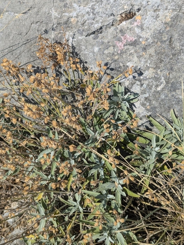 Echte salie — Bild 5