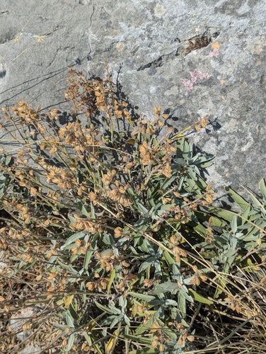 Echte salie — Bild 4