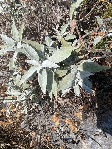 Echte salie — Bild 3