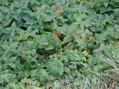 Echt moerasspirea — Bild 2