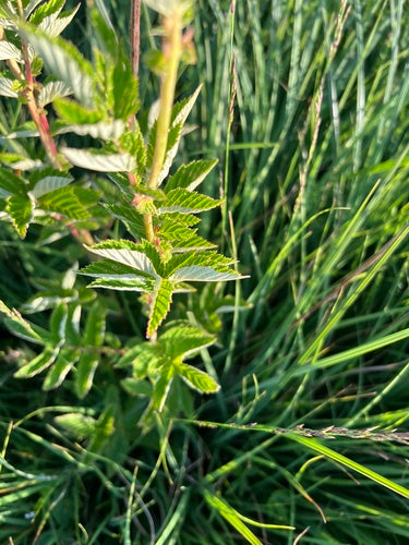 Echt moerasspirea — Bild 5