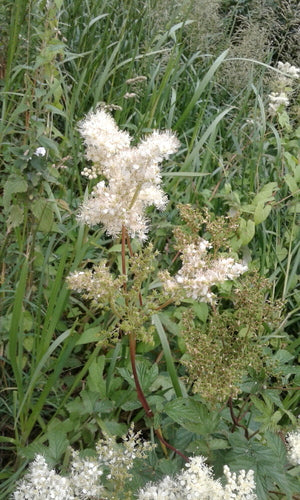 Echt moerasspirea — Bild 3