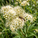 Blüte von Echtes Mädesüß (Filipendula ulmaria) in Nahaufnahme (KI-generiert)