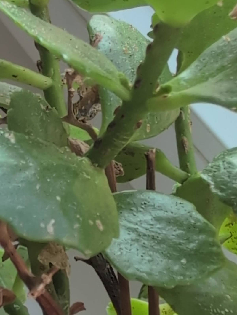 Meerdere dopluizen zijn zichtbaar op de groene bladeren en stengels van een kamerplant. Ze zitten vast op het plantenweefsel.