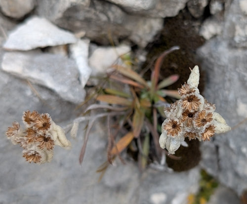 Edelweiss — Bild 4