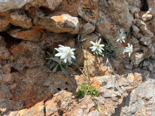 Edelweiss — Bild 3