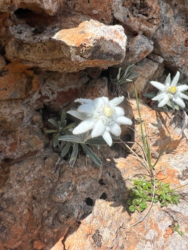 Edelweiss — Bild 2
