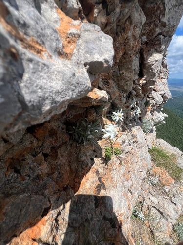 Edelweiss — Bild 1